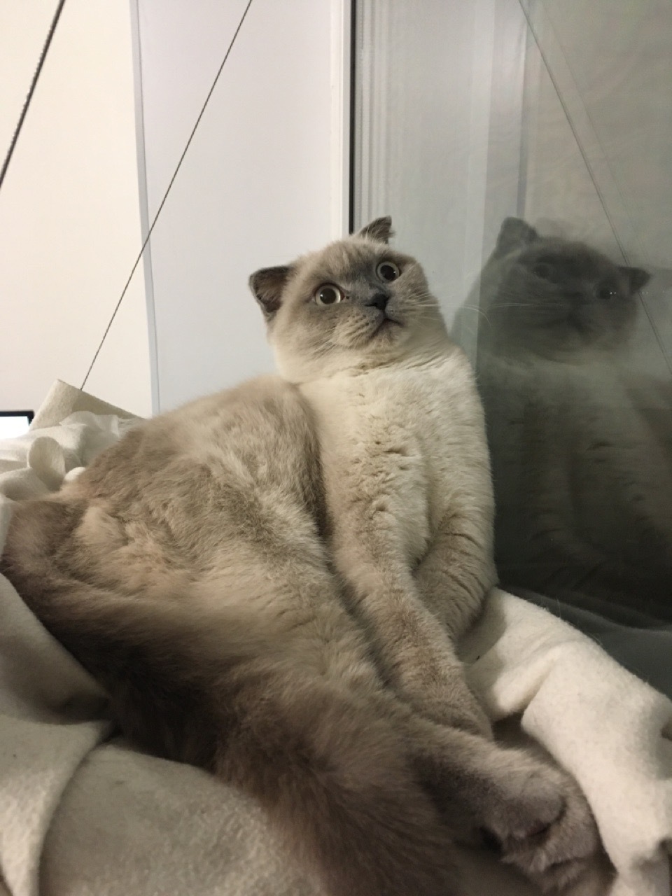 It's all about the reflection - My, cat, Catomafia, Scottish lop-eared, Pets, Reflection