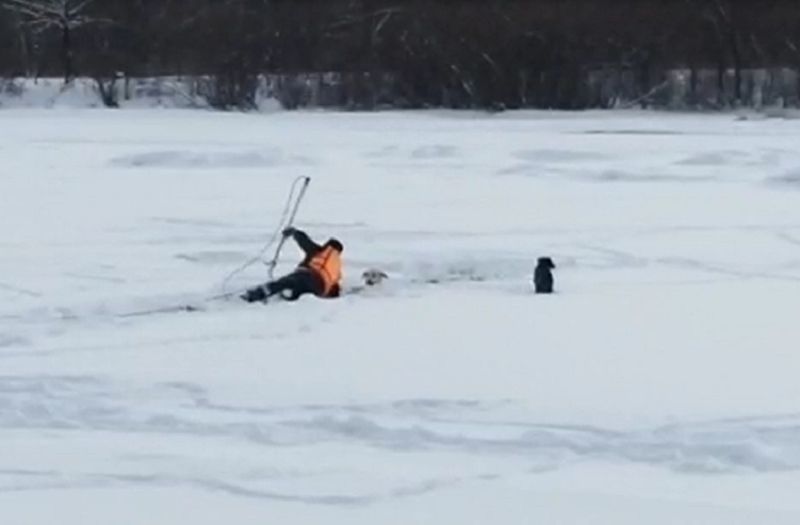 Wonderful rescue! A dog was pulled out of a hole in Birobidzhan - Birobidzhan, Jewish Autonomous Region, Dog, Ministry of Emergency Situations