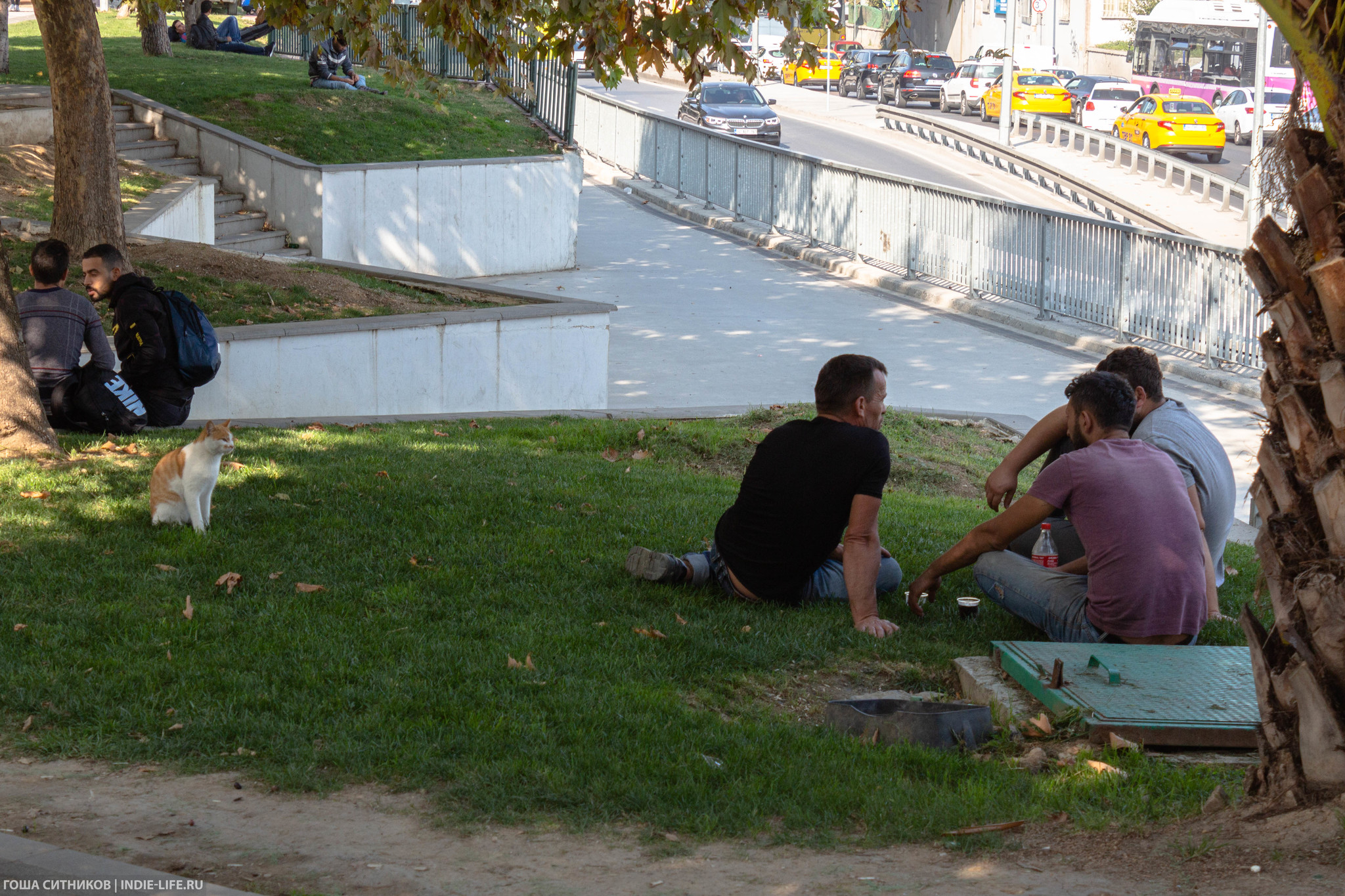 Istanbul cats (and dogs) - My, Istanbul, Turkey, Longpost, cat, Dog