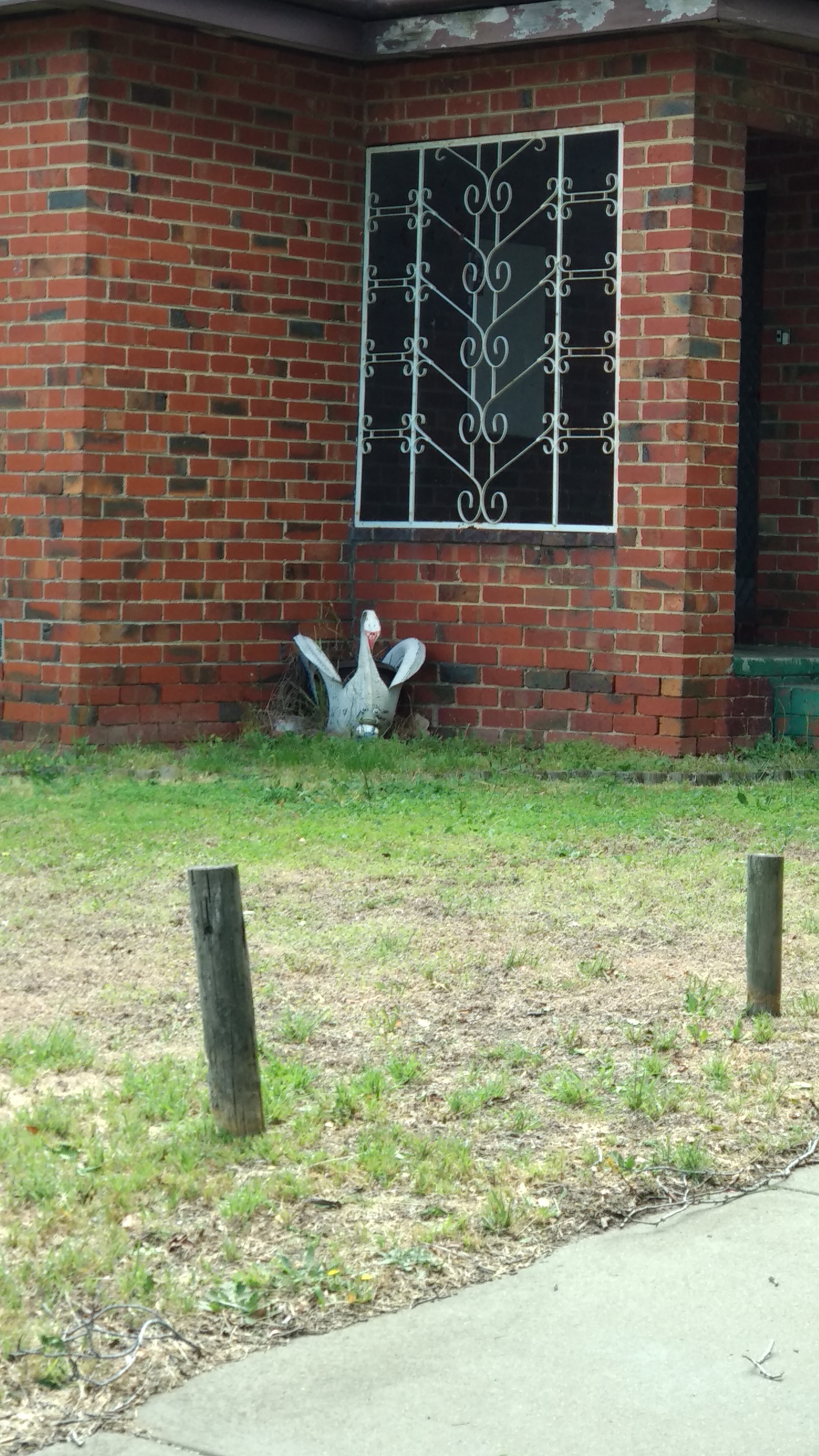 A rare representative of the tire swan (Cygnus strigare) wintering in Australia - My, Tires, Swans, Australia, Melbourne, Decoration, Garbage, The photo, Longpost