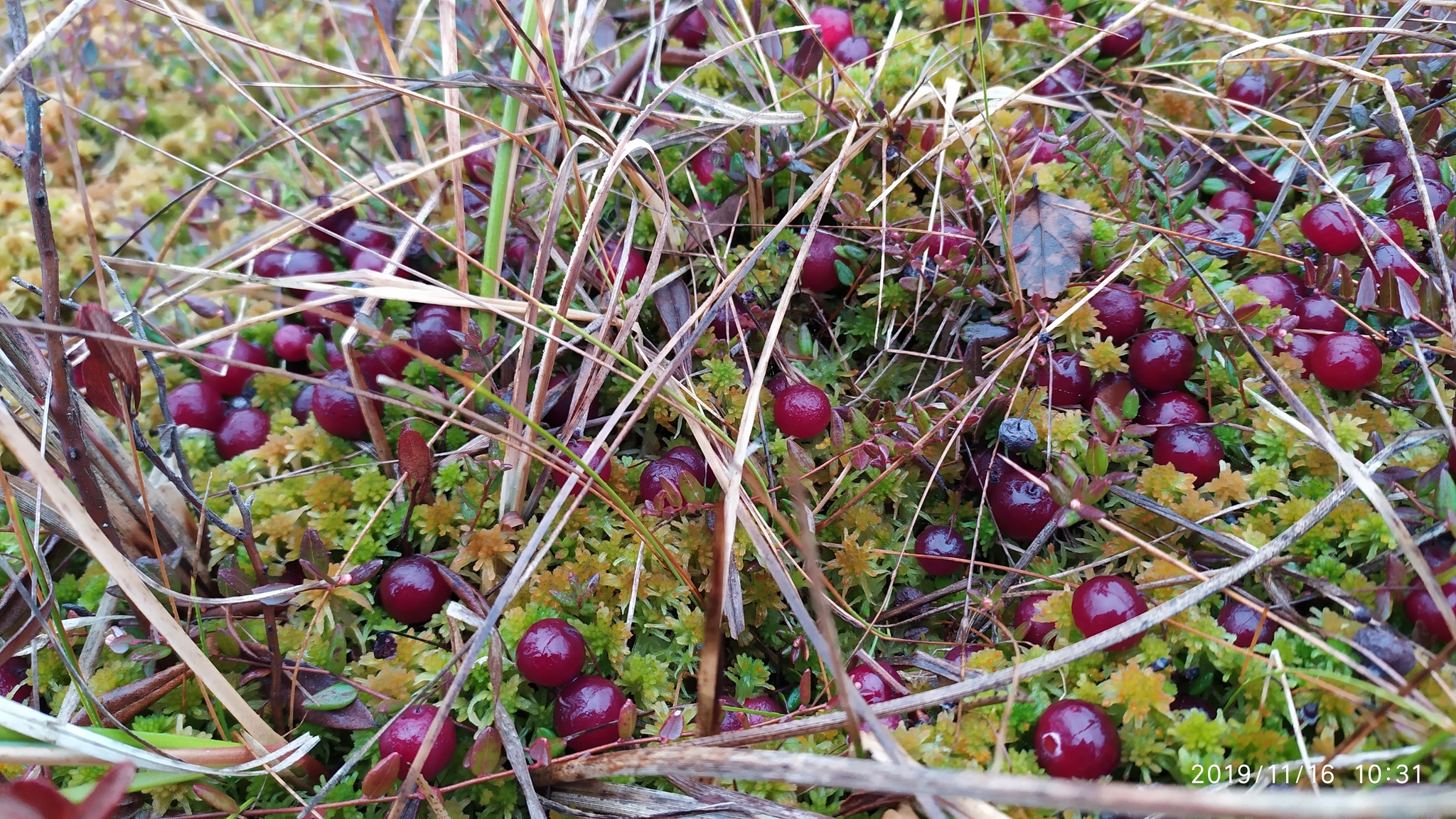 Juicy berry post)) - My, The photo, Nature, Berries, Cranberry, Swamp, Longpost