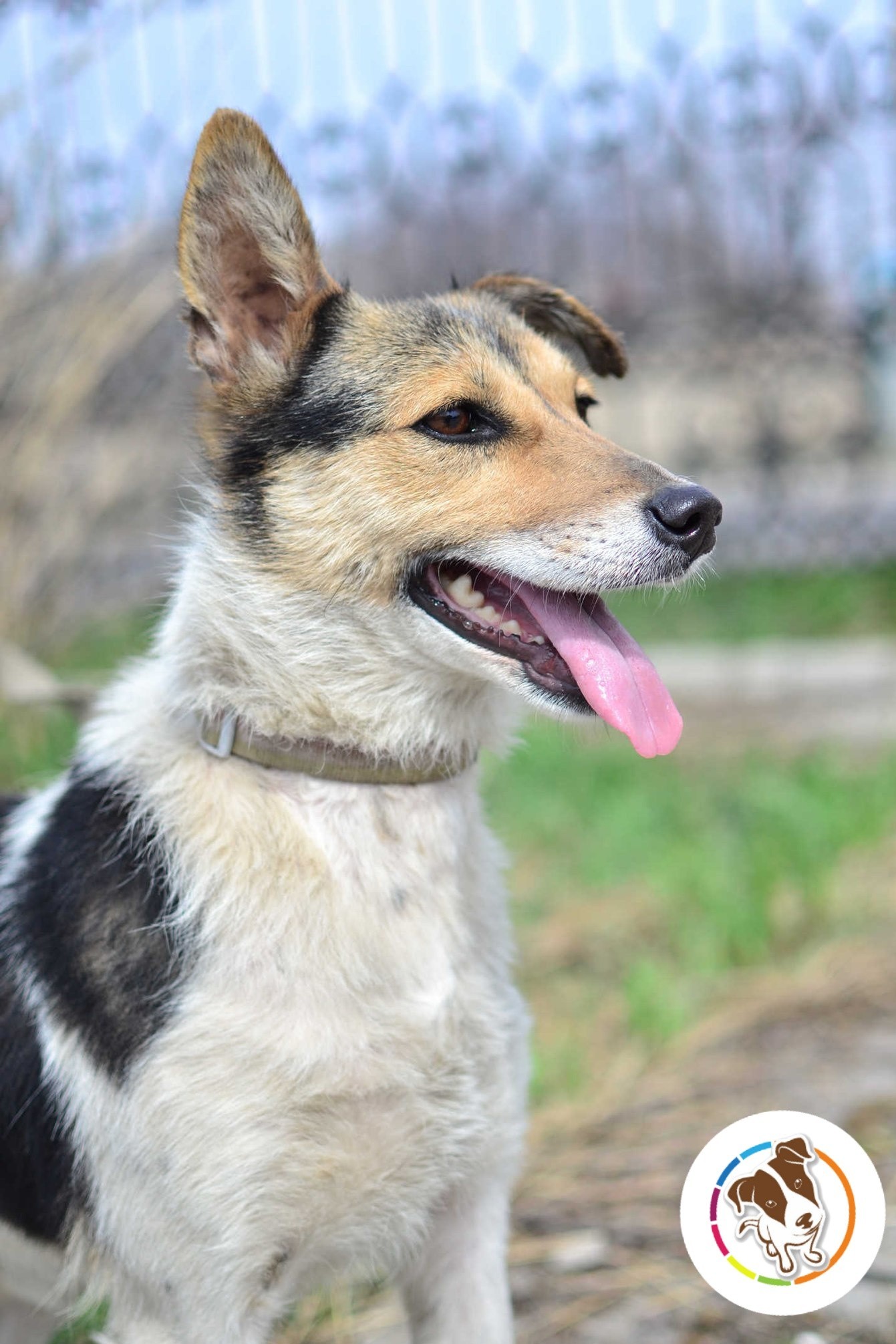 The owner left three dogs on a chain to guard the destroyed house - Dog, Longpost, Pets, The rescue, Shelter, Real life story, Animal Rescue, Kindness