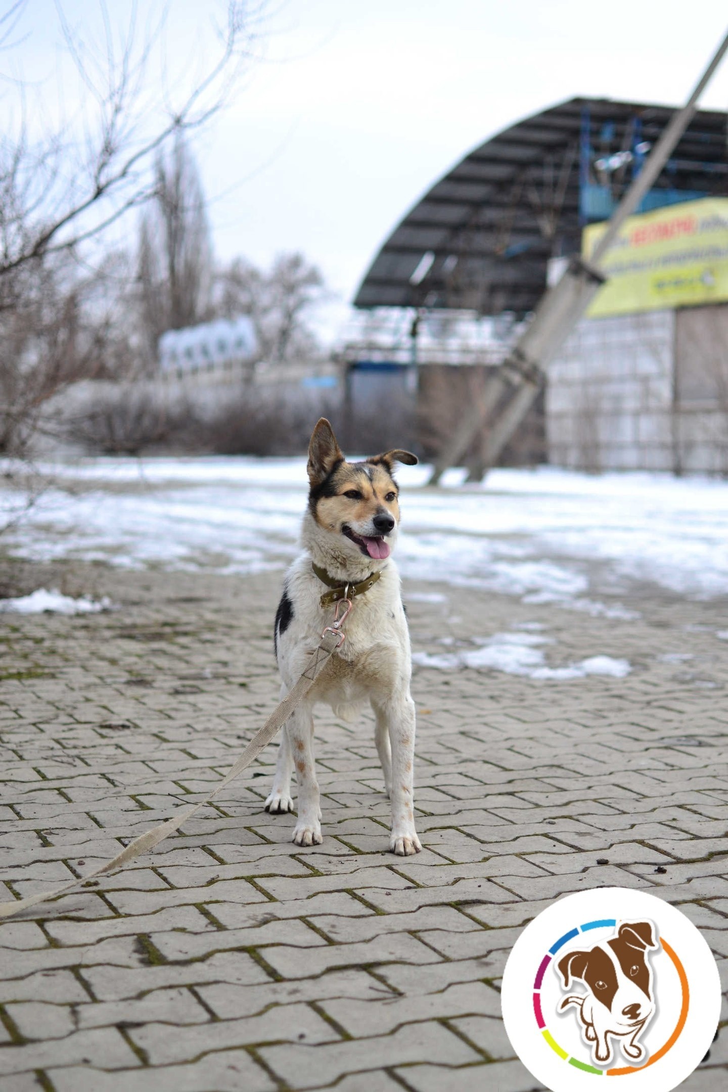 The owner left three dogs on a chain to guard the destroyed house - Dog, Longpost, Pets, The rescue, Shelter, Real life story, Animal Rescue, Kindness