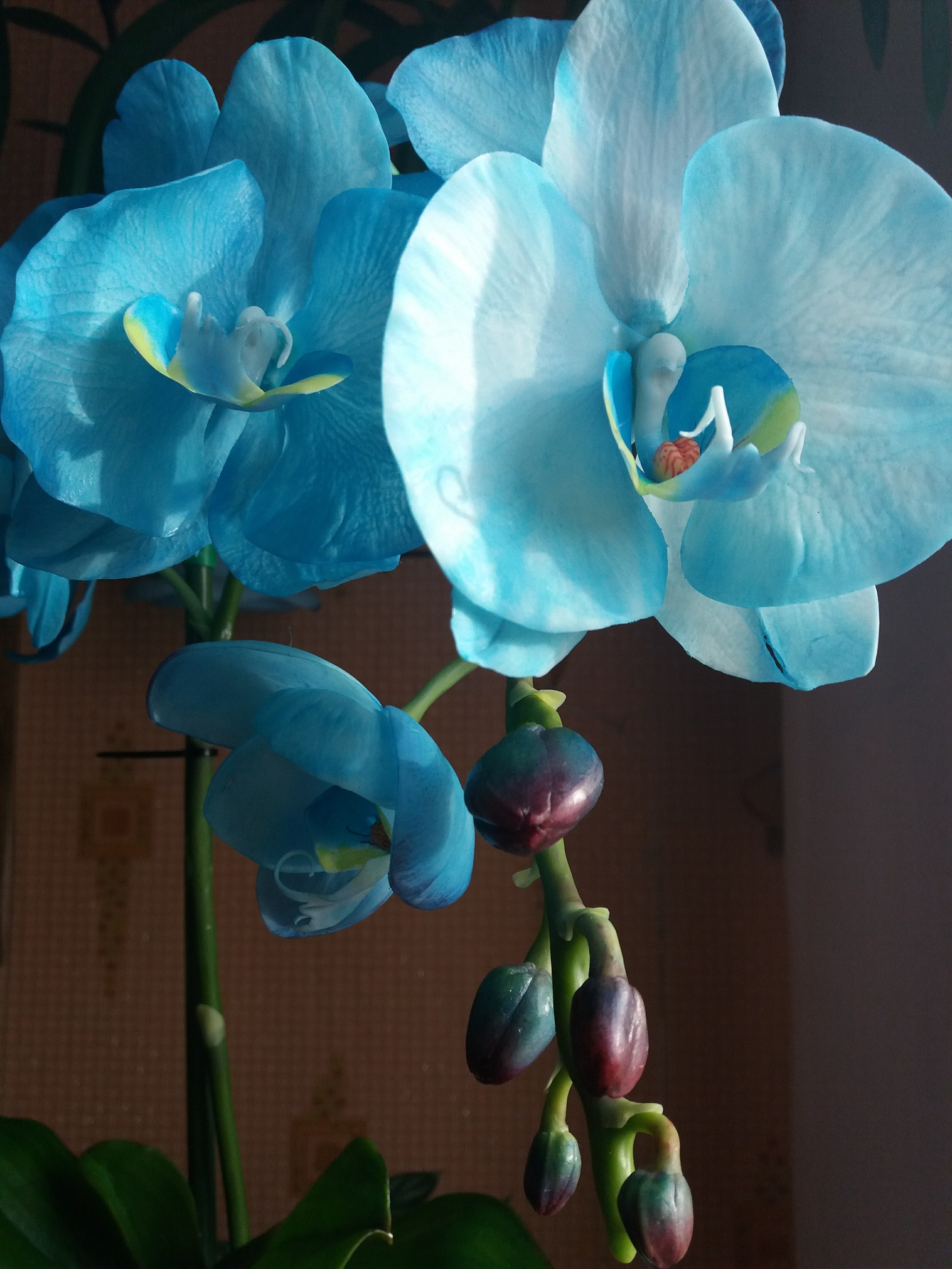 Blue orchid. - Blue Orchid, Cold porcelain, With your own hands, Longpost