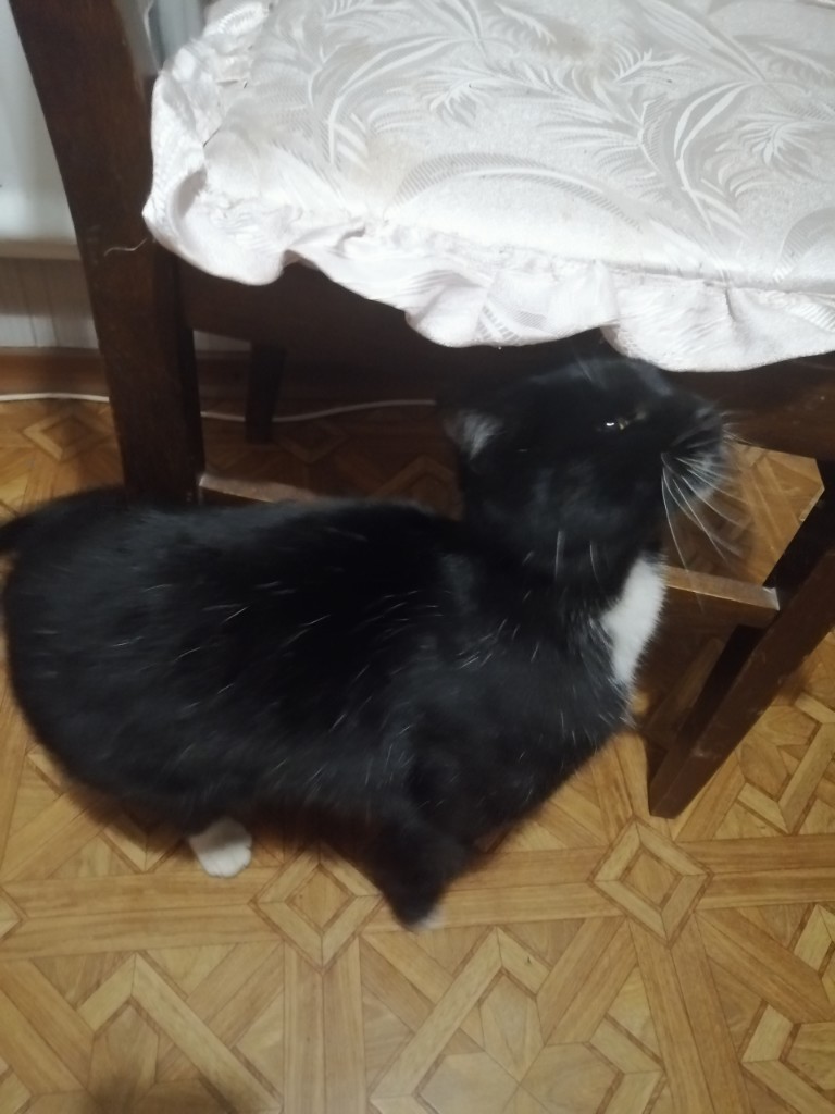 Found a cat. Kirovsky district. Saint Petersburg - Saint Petersburg, Help, cat, Found a cat, Prospekt Veteranov, Kirovsky District, No rating, Longpost