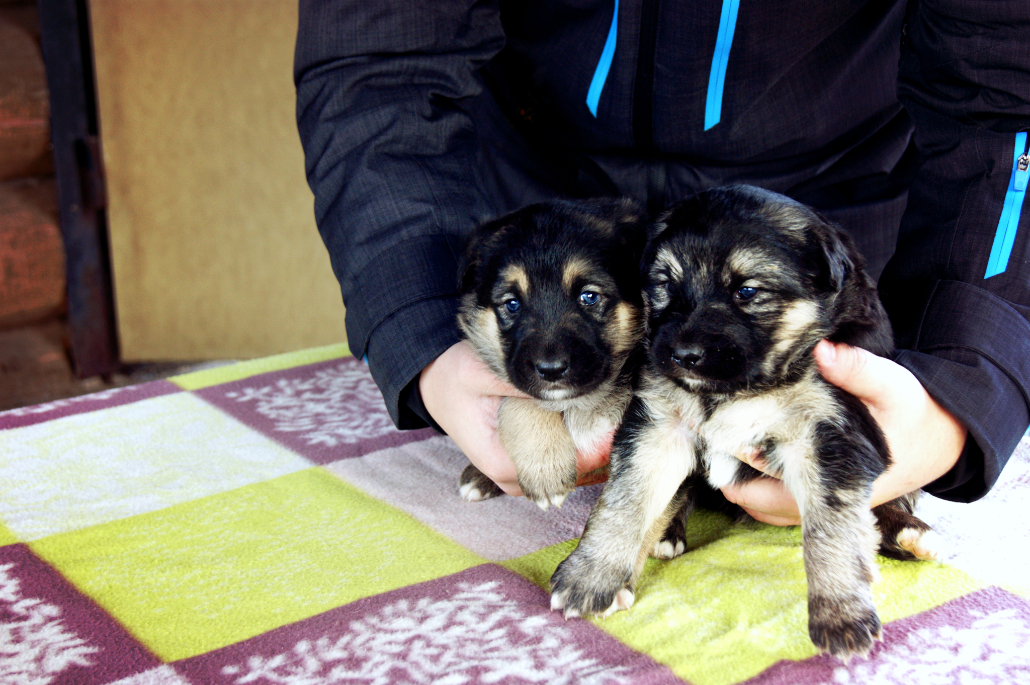 True story: “How the owner handed over his dog and puppies to the trap.” We are looking for a warm home in the Moscow and Vladimir region! - My, Puppies, In good hands, Moscow region, Vladimir region, Homeless animals, Longpost, No rating, Video, Dog