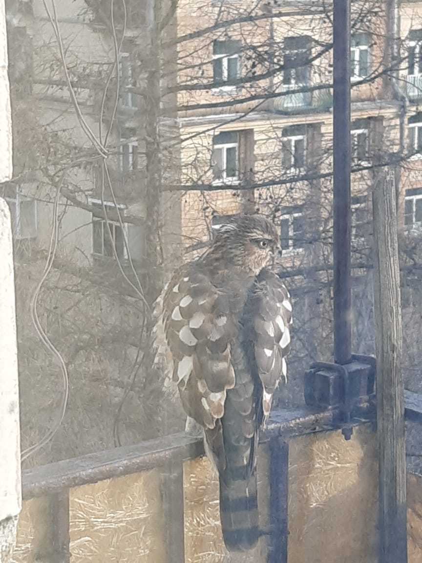 This guest flew onto the balcony - My, Birds, What kind of bird?, Ornithology, Longpost