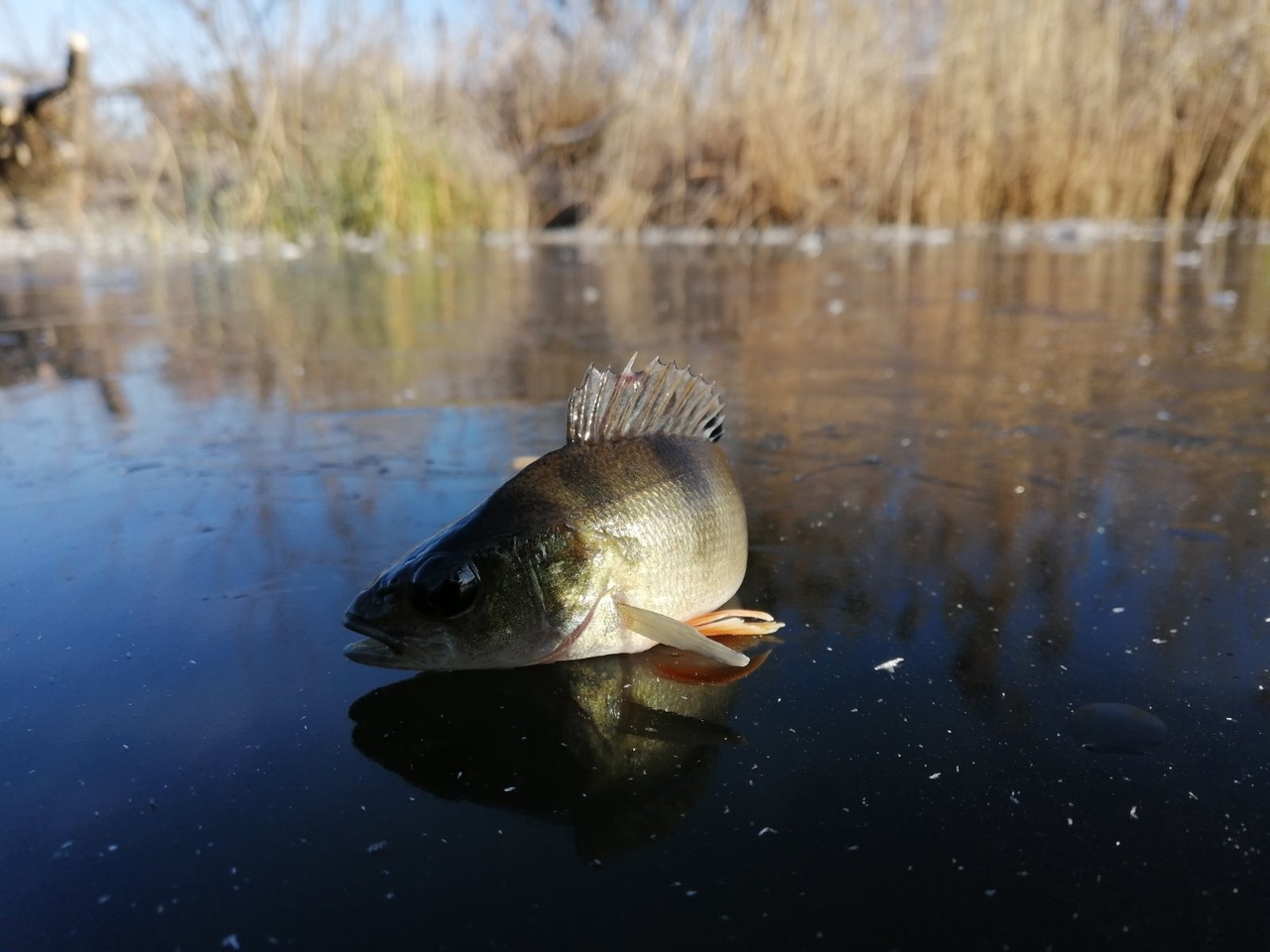 First ice, modestly opened the season in the Moscow region - My, Winter fishing, Ice, freezing, Fishing, Longpost