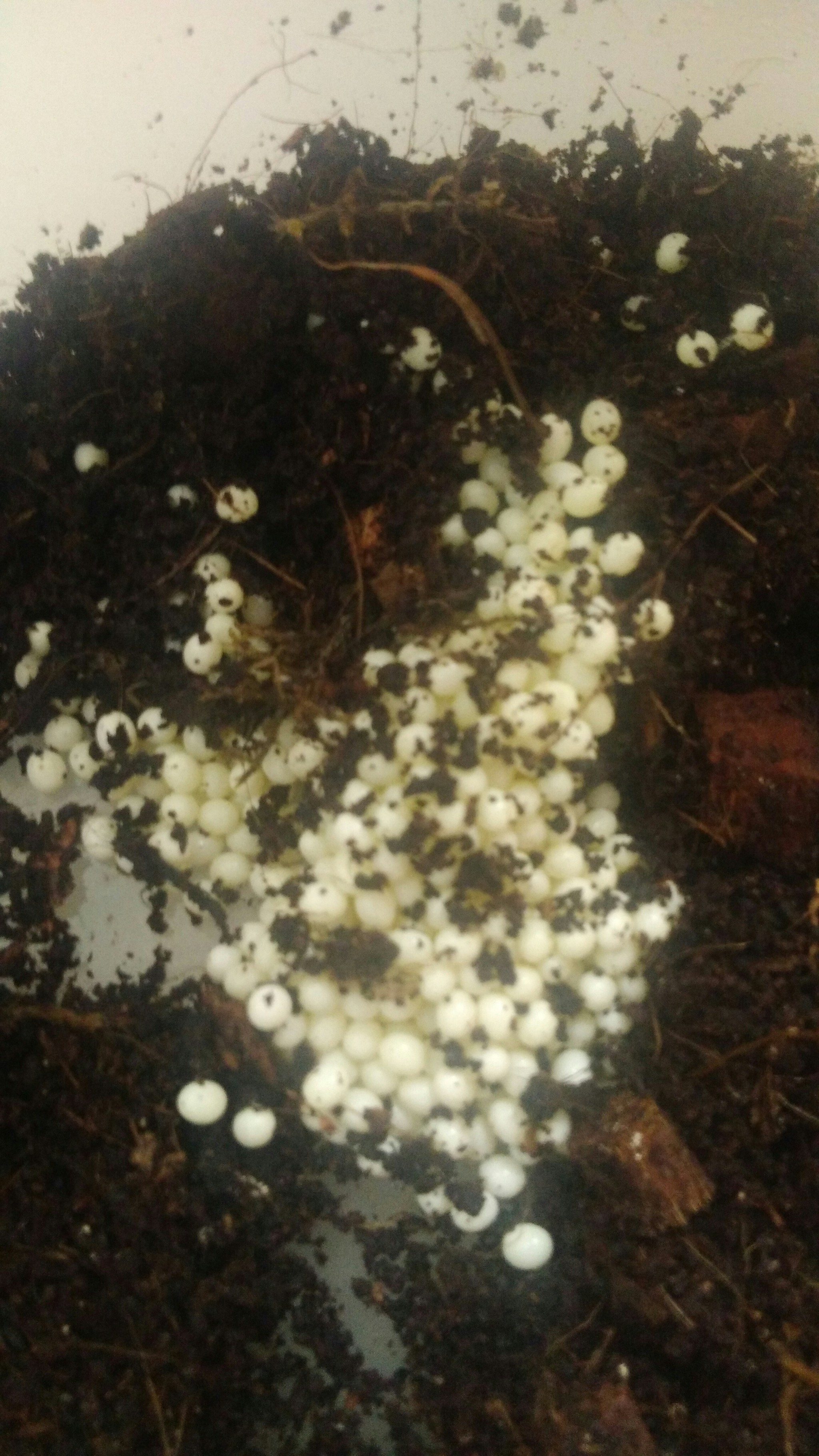 Post about eggs! - My, Fulika, Care and maintenance, Snail, Clam, Milota, Longpost