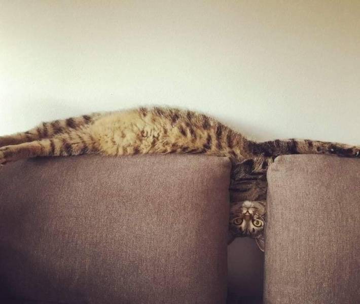 Hello - cat, Down, Head, Sofa, Lies