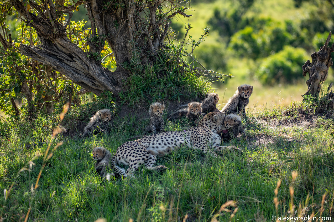 Cheetah and SEVEN kittens!.. A rare event and unique footage - Cheetah, Masai Mara, Alexey Osokin, Africa, Longpost, Animals