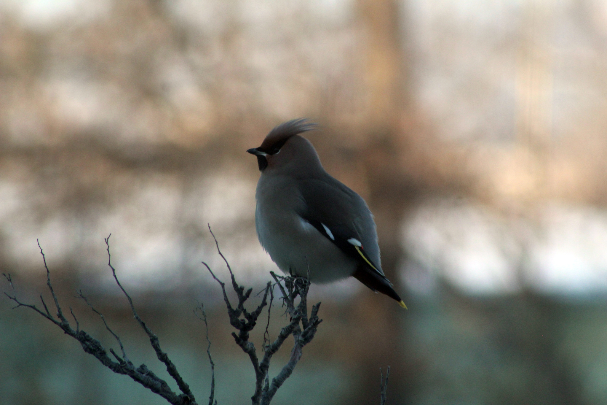 The waxwings were late - My, Birds, Waxwing, The photo, Longpost