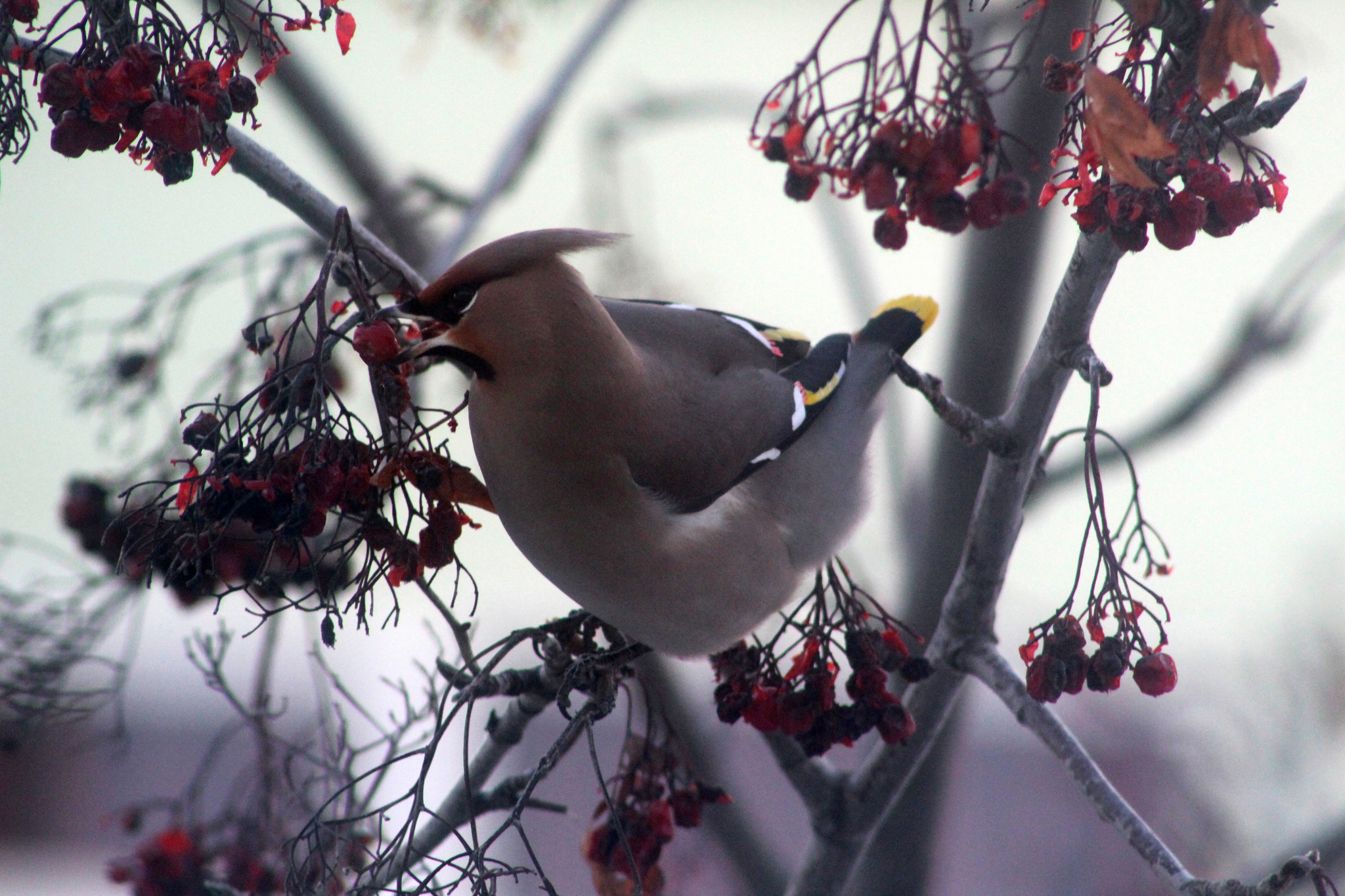 The waxwings were late - My, Birds, Waxwing, The photo, Longpost