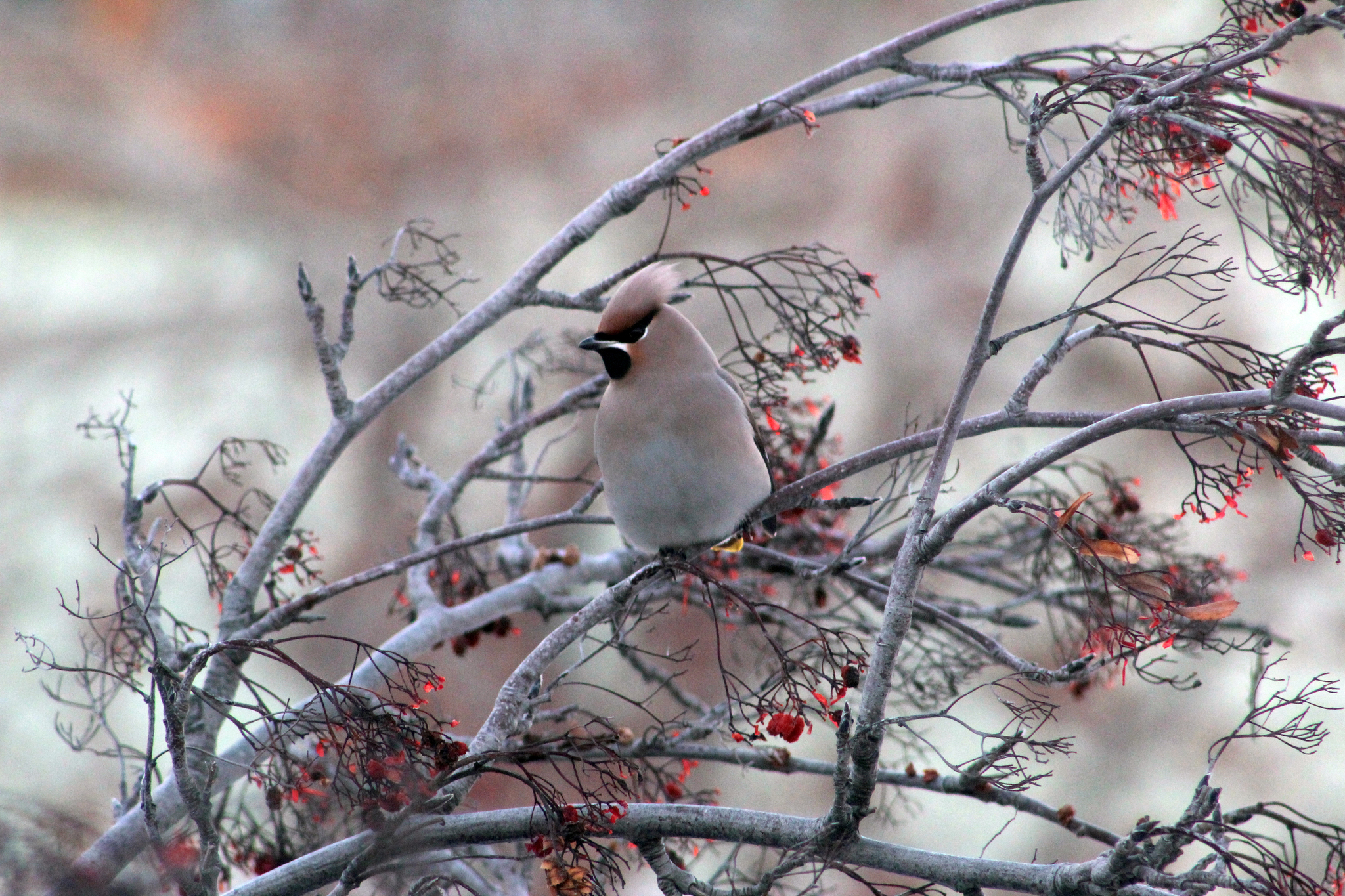 The waxwings were late - My, Birds, Waxwing, The photo, Longpost