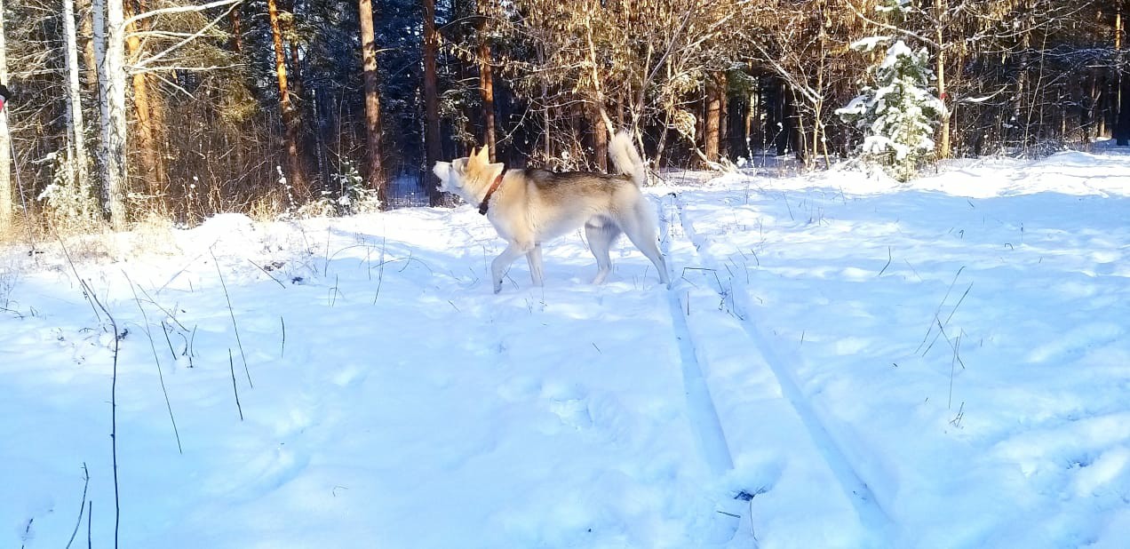 Just a song in the snow - My, Dog, Winter, Snow, The photo