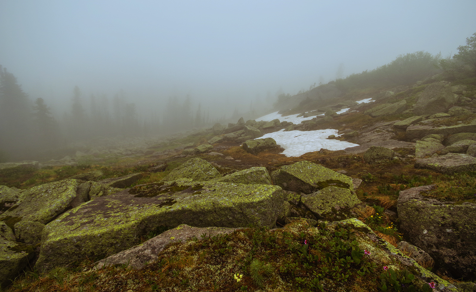 Through mists and seas of flowers - My, Ergaki, Travels, Michael, Holidays in Russia, Leisure, Flowers, Fog, The photo, Longpost