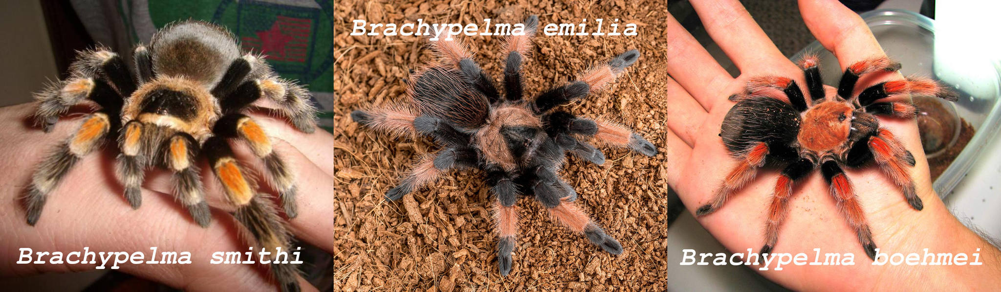 The first tarantula spider - Bird spiders, Pets, Exotic animals, Care and maintenance, Longpost