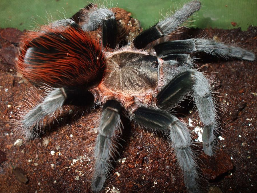 The first tarantula spider - Bird spiders, Pets, Exotic animals, Care and maintenance, Longpost