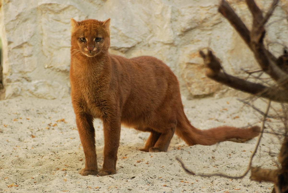 Turned out to be a predator. - Wild animals, Find, Longpost, Jaguarundi, Small cats, Cat family, Predatory animals