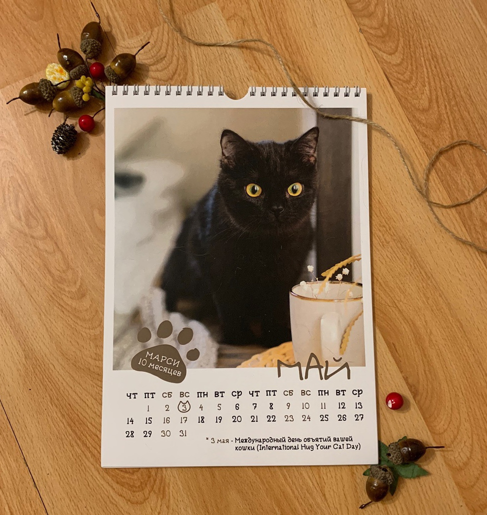 CAT calendar from the cat shelter :) - My, cat, The calendar, 2020, The photo, Chelyabinsk, Longpost