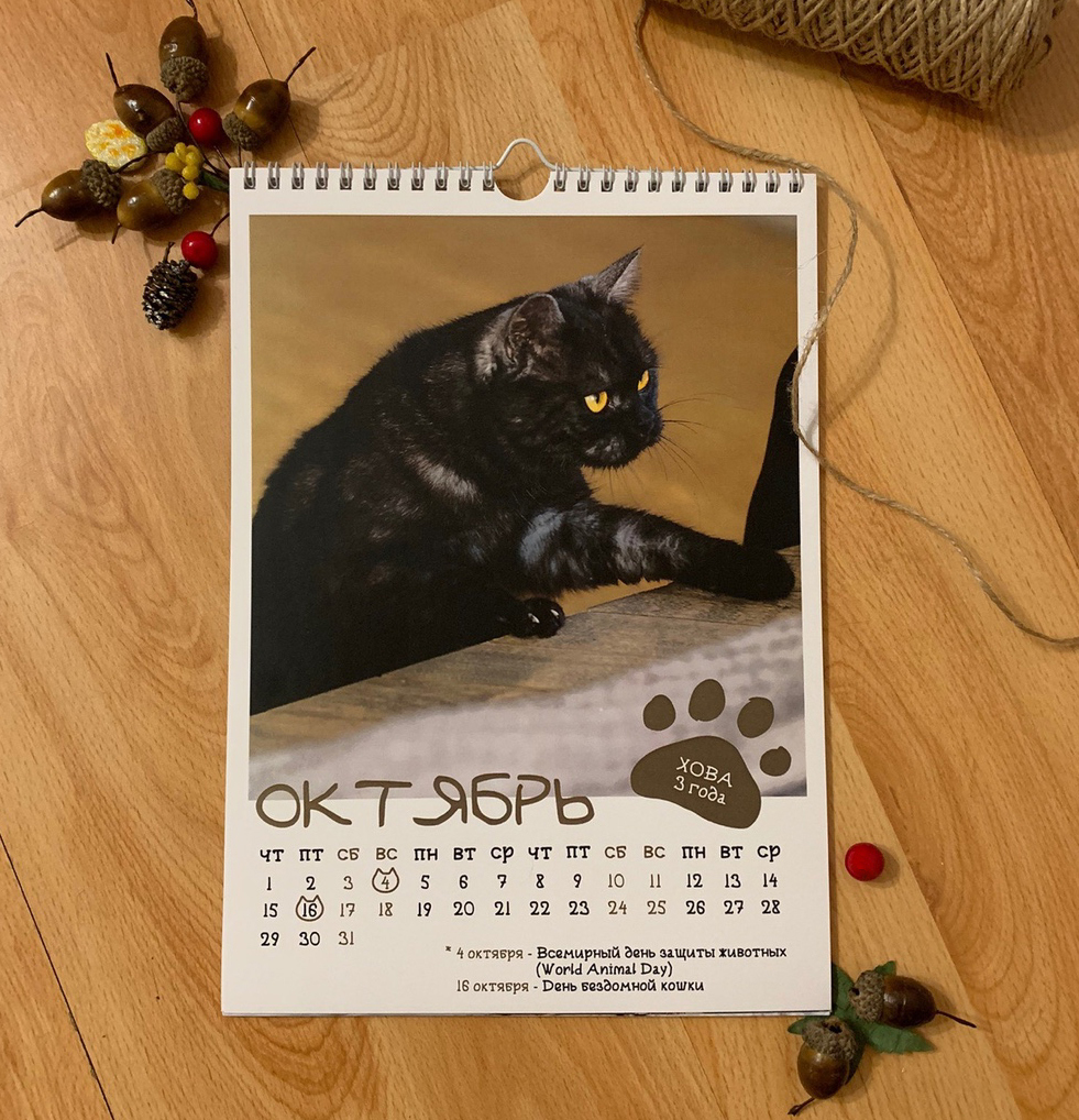 CAT calendar from the cat shelter :) - My, cat, The calendar, 2020, The photo, Chelyabinsk, Longpost