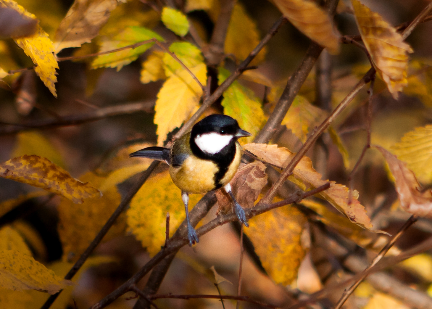 Tame tits - My, Tit, The photo, Kizil-Koba, Nature, Canon, Longpost