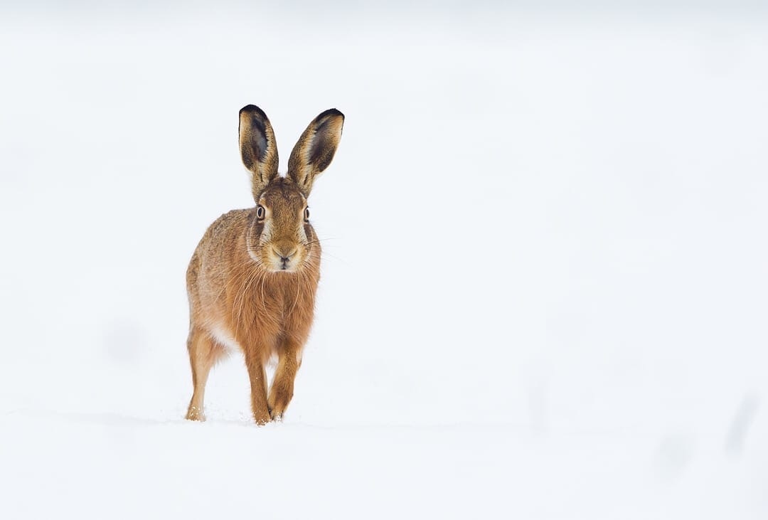 Snow bunnies. All with the first day of winter - Hare, Snow, Winter, The photo, Animals, Milota, Forest, Longpost, Hare