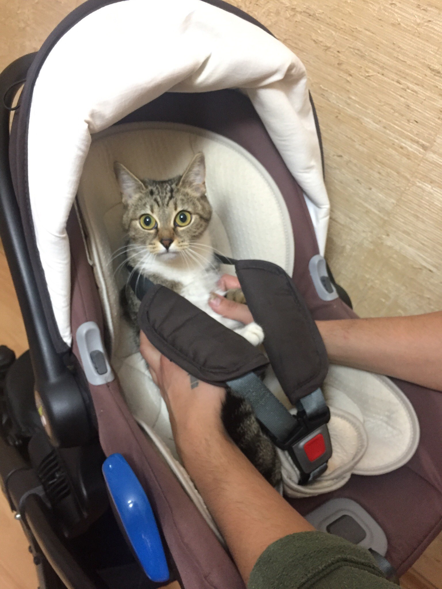 Stroller for ........ - My, Catomafia, Baby carriage, Longpost, cat