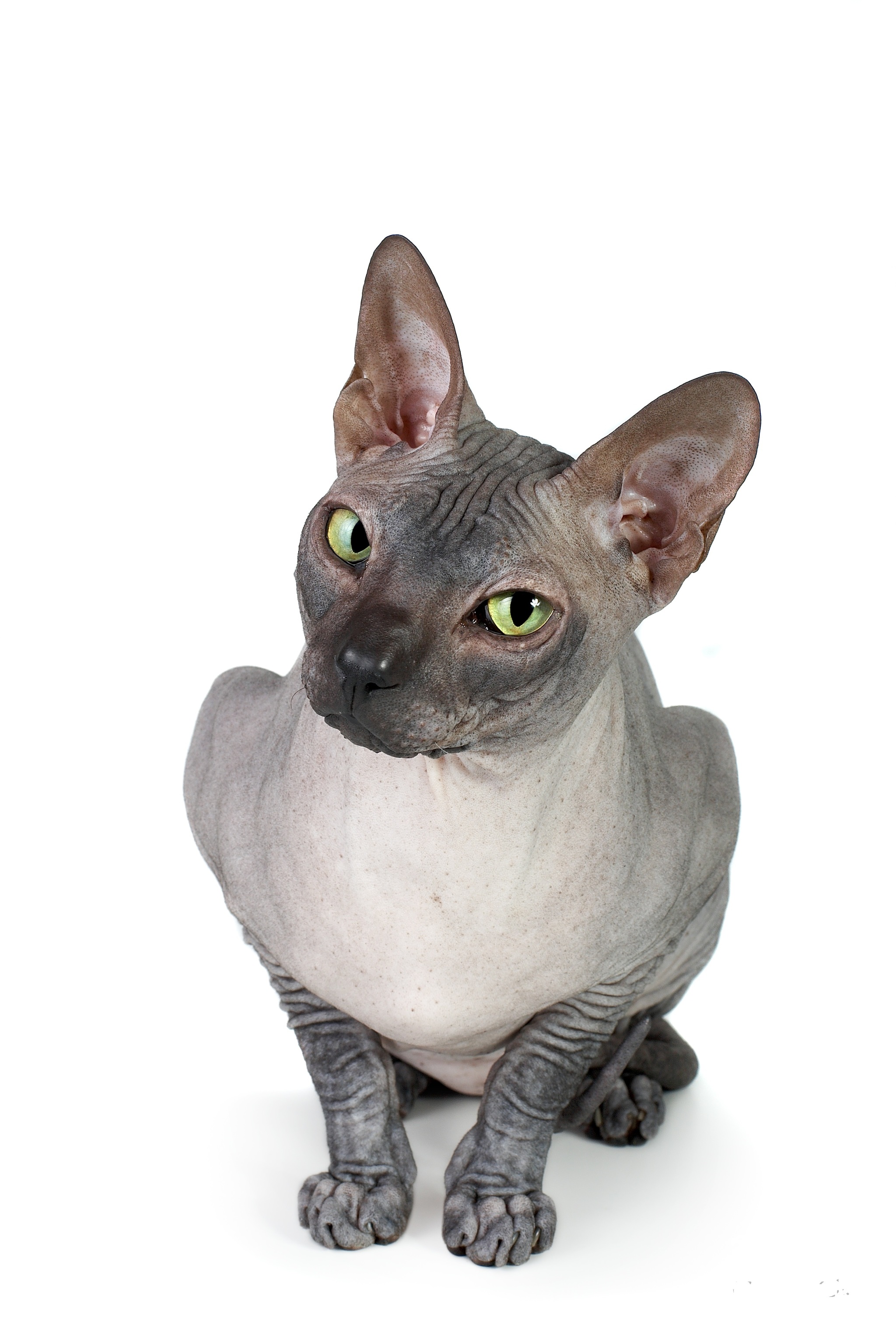 Don Sphynx cat Felix - My, Don Sphynx, cat, Sphinx, Longpost