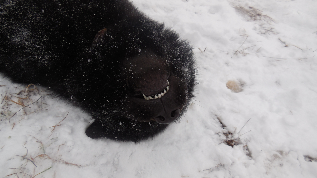 First snow - My, Dog, Snow, Relaxation