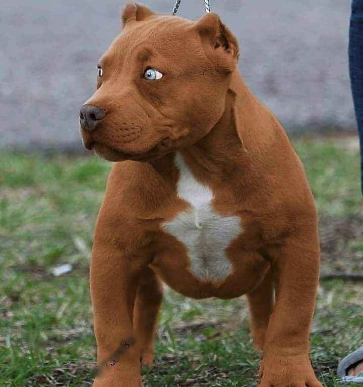 If Scooby Doo was a pit bull... - Dog, Redheads, Pitbull, Amstaff, The photo