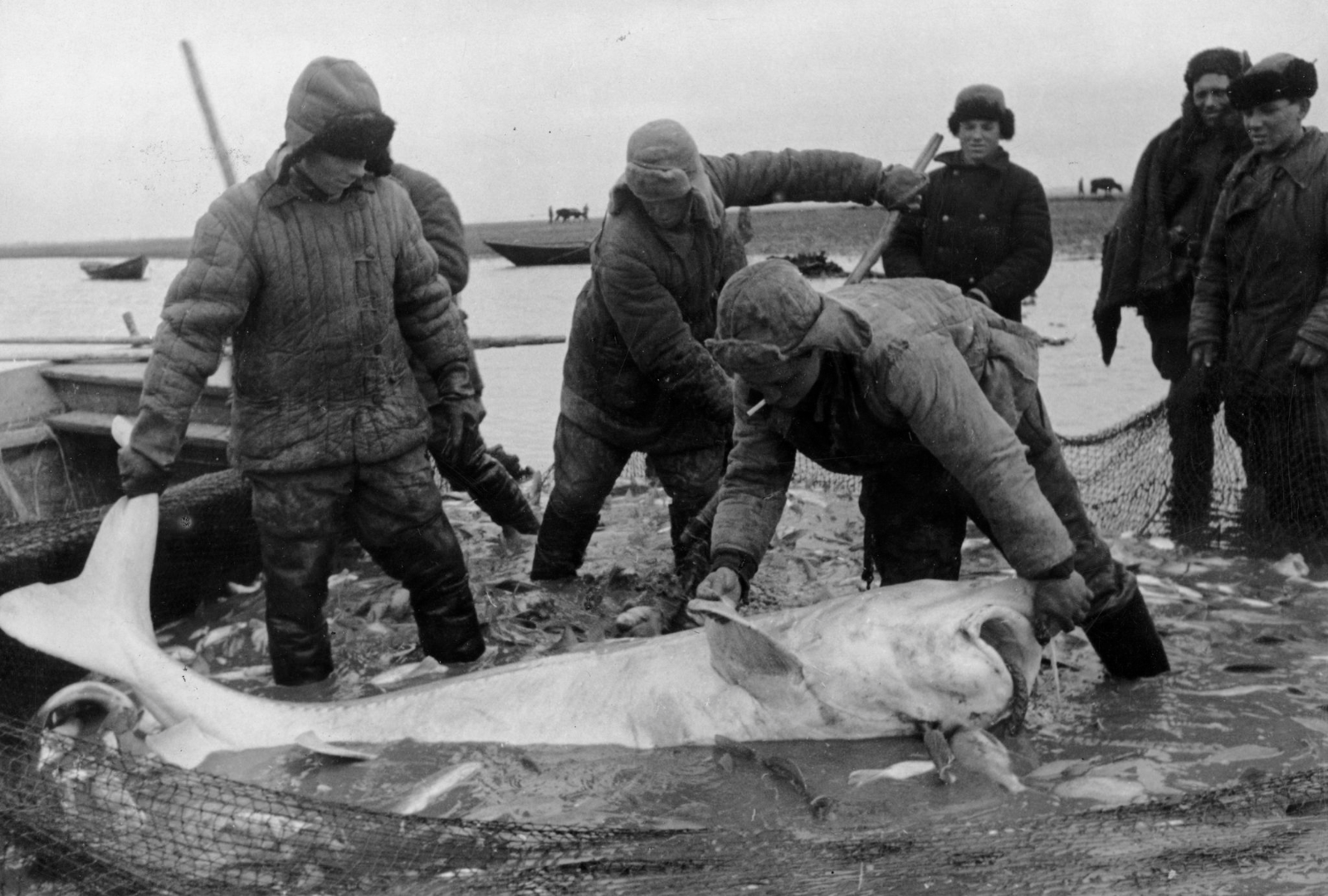 «Чёрное золото» Советского Союза - Черная икра, СССР, Осетр, Humus, Длиннопост