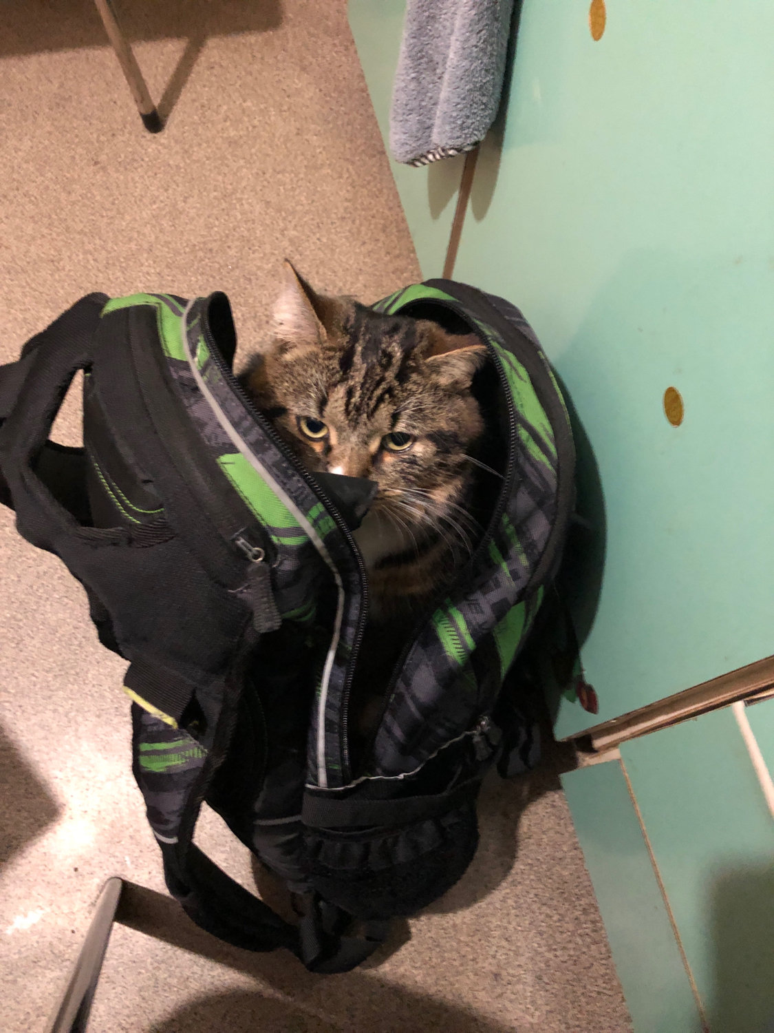 Why are you taking pictures, let's go for a walk! - My, cat, Backpack