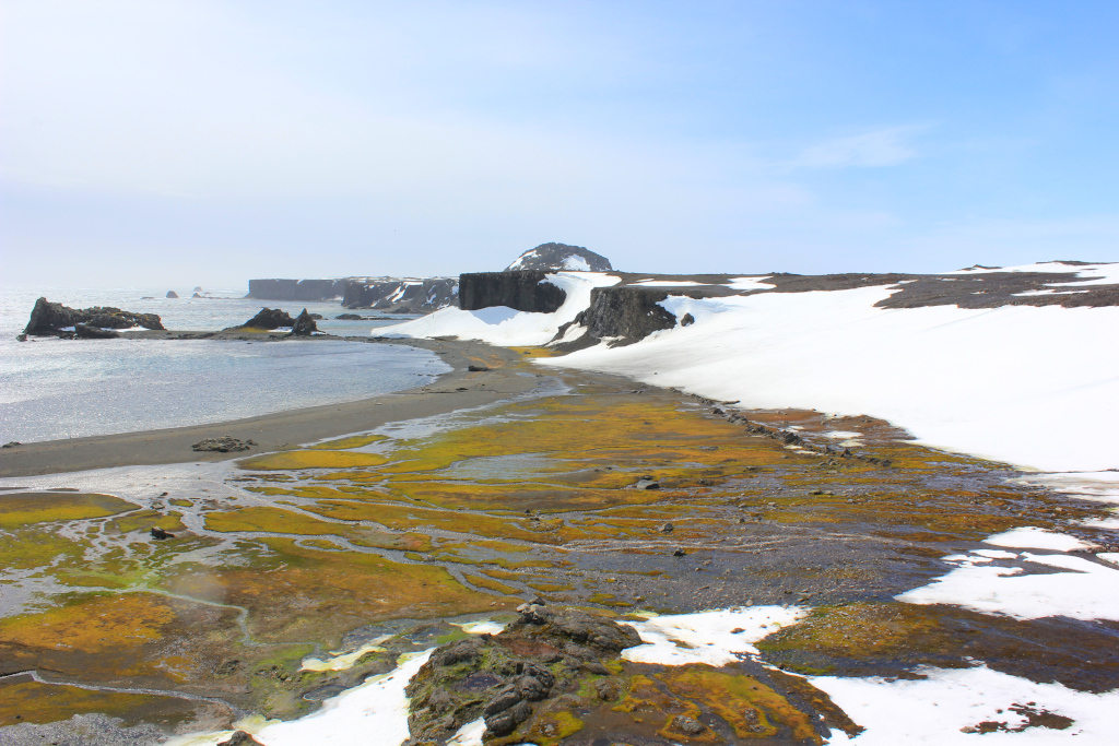 King George Island is the green part of Antarctica. Part 1 - My, Antarctica, Green Island, Работа мечты, Longpost