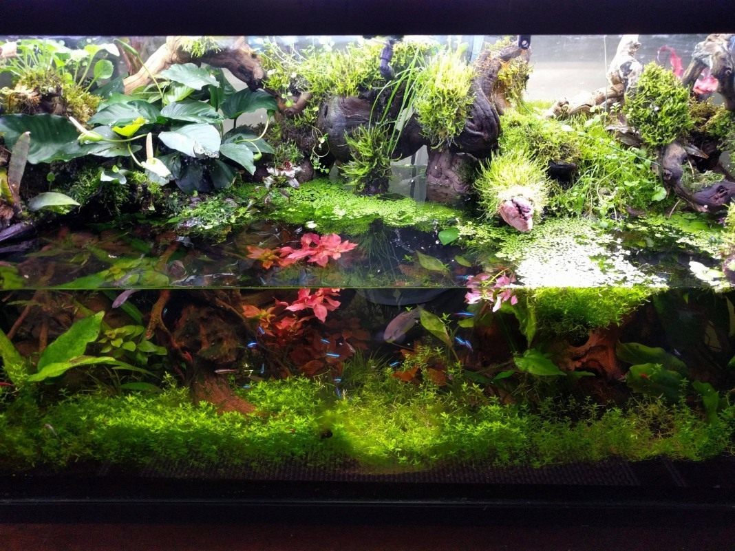 Paludarium - what is it? - My, Paludarium, Natural Aquarium, Nature, Longpost