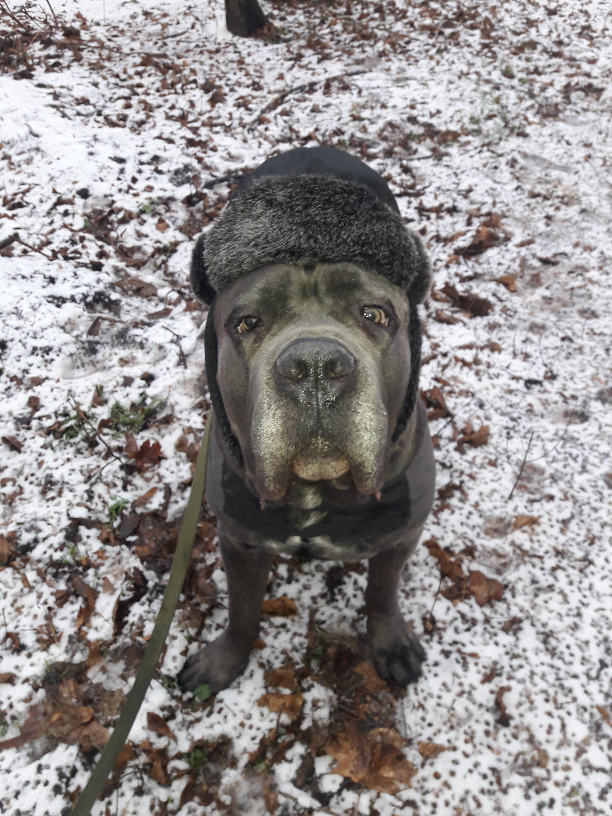 Early winter - My, Cane Corso, Dog, Walk, Winter, First snow, Cap, Dog days, Marcus, Longpost