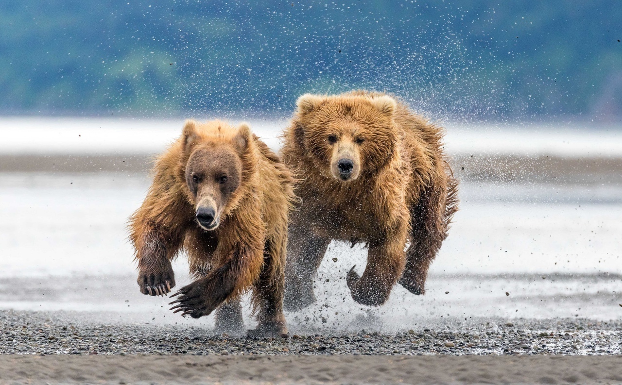 Catch-up - The Bears, The photo, wildlife, Animals