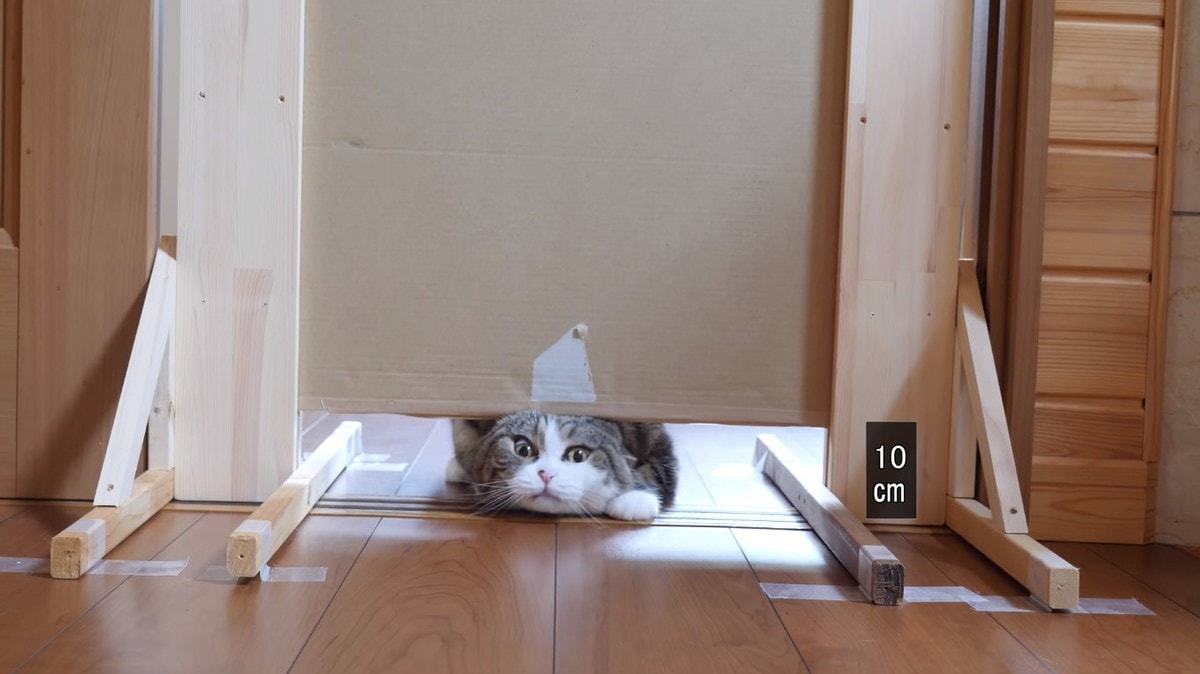 The experiment we deserve! - cat, Experiment, Maru, Slit, Japanese, The photo, Video, Longpost