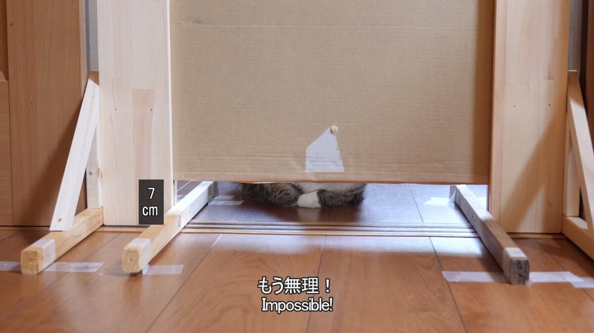 The experiment we deserve! - cat, Experiment, Maru, Slit, Japanese, The photo, Video, Longpost