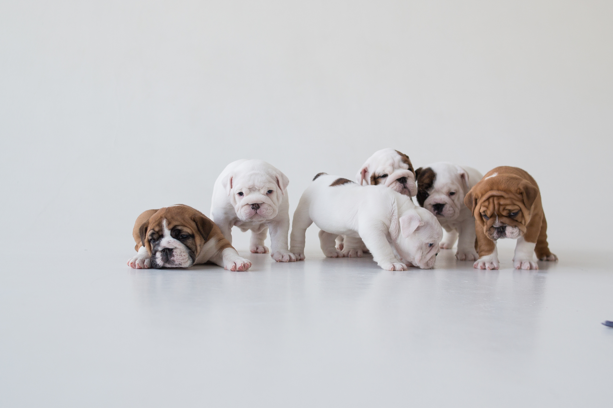 If you're in a bad mood - My, Bulldog, English bulldog, Dog, Puppies, Longpost