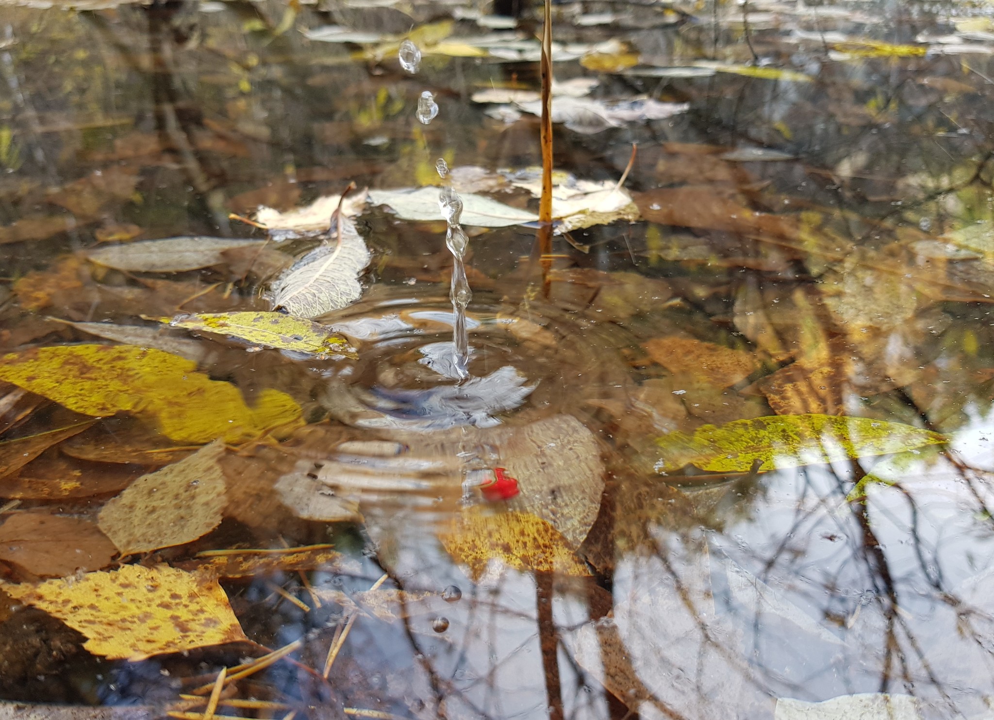 Nature lover - My, Nature, The photo, Talk Stone, Beautiful view, Longpost