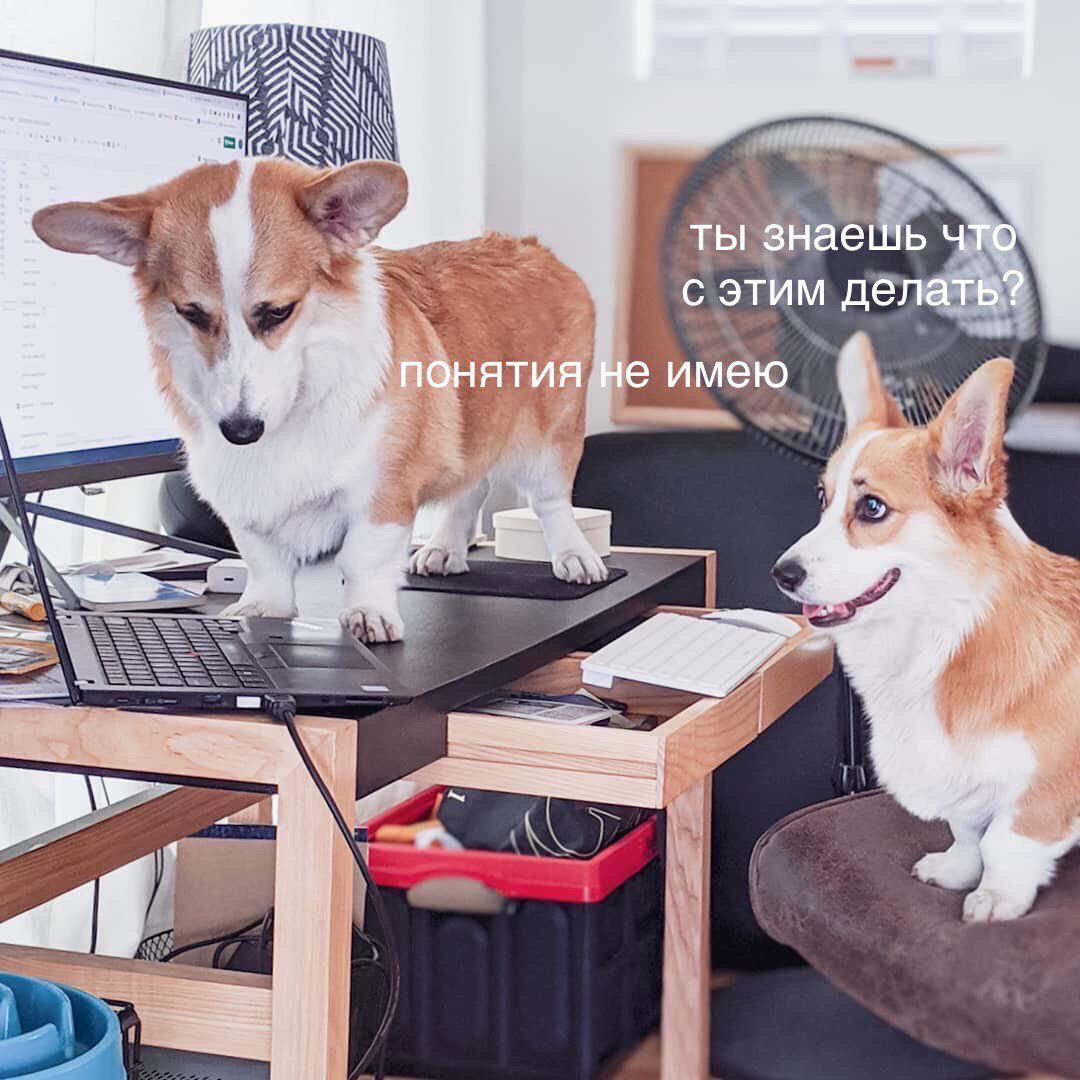 When stack overflow code doesn't work - IT humor, Corgi, Development of, Dog, The code, Computer, Humor