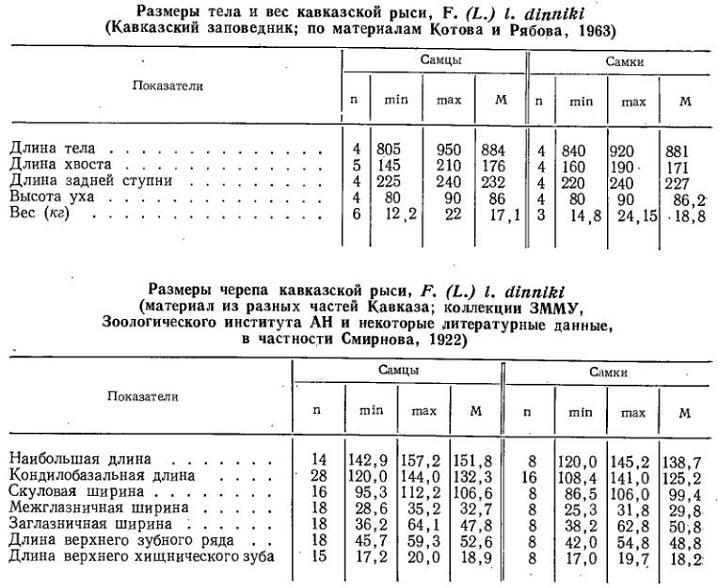 Кавказская рысь - Моё, Семейство кошачьих, Млекопитающие, Животные, Плацентарные, Рысь, Малые кошки, Зоология, Длиннопост, Европейская рысь