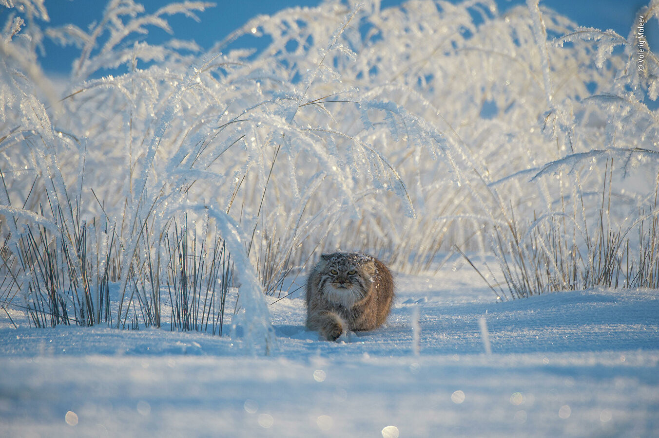 Wildlife Photographer of the Year Competition - Nature, The photo, Longpost