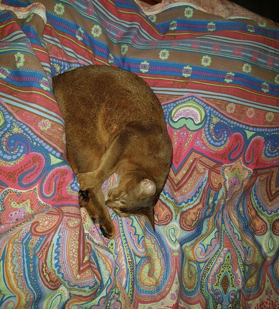 While you're waiting for you, you'll fall asleep) - My, cat, Abyssinian cat, Pets, Longpost