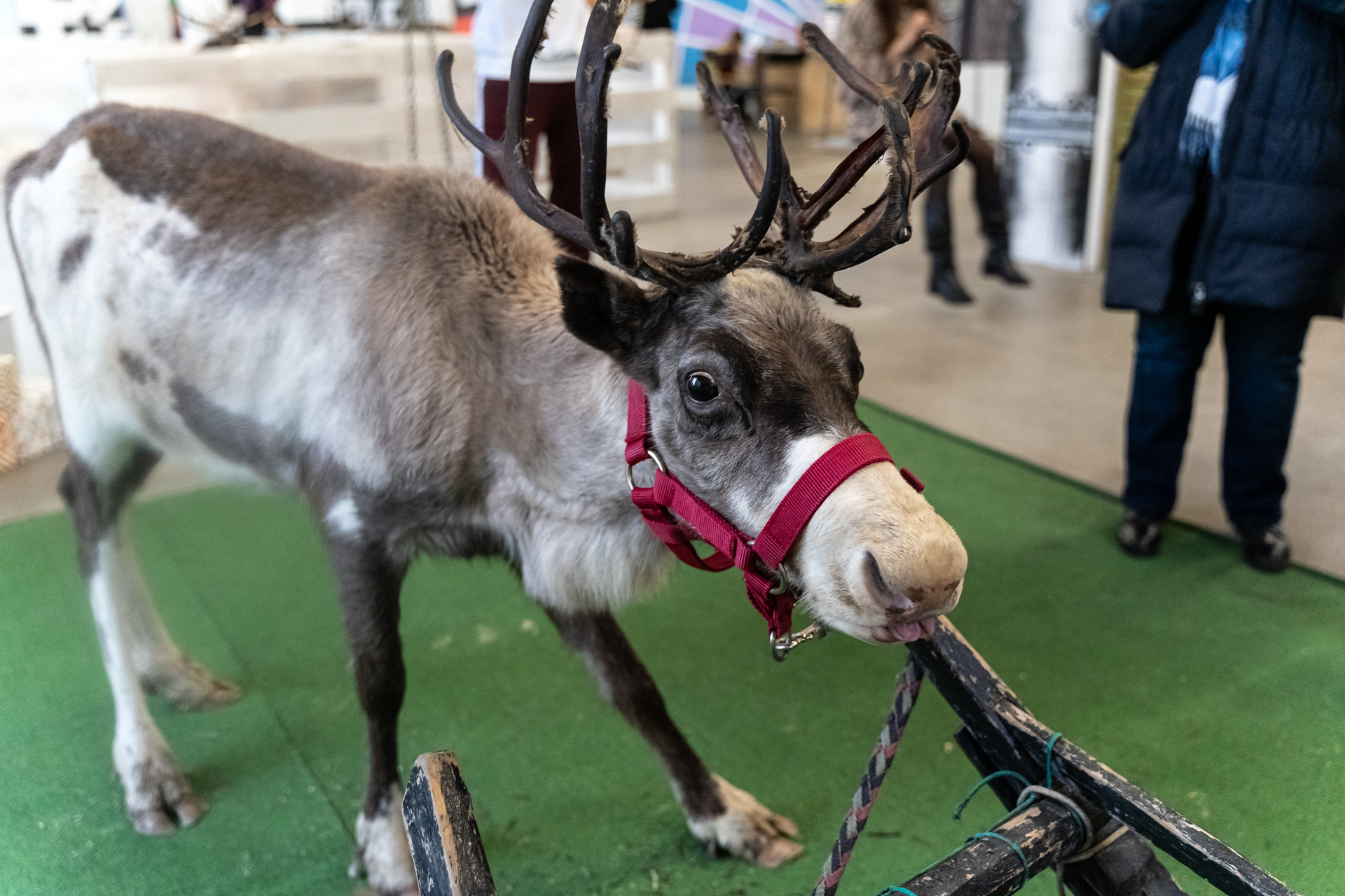 Reindeer - My, Deer, Reindeer, Loft Project Floors, Saint Petersburg, Animals, Video, Longpost