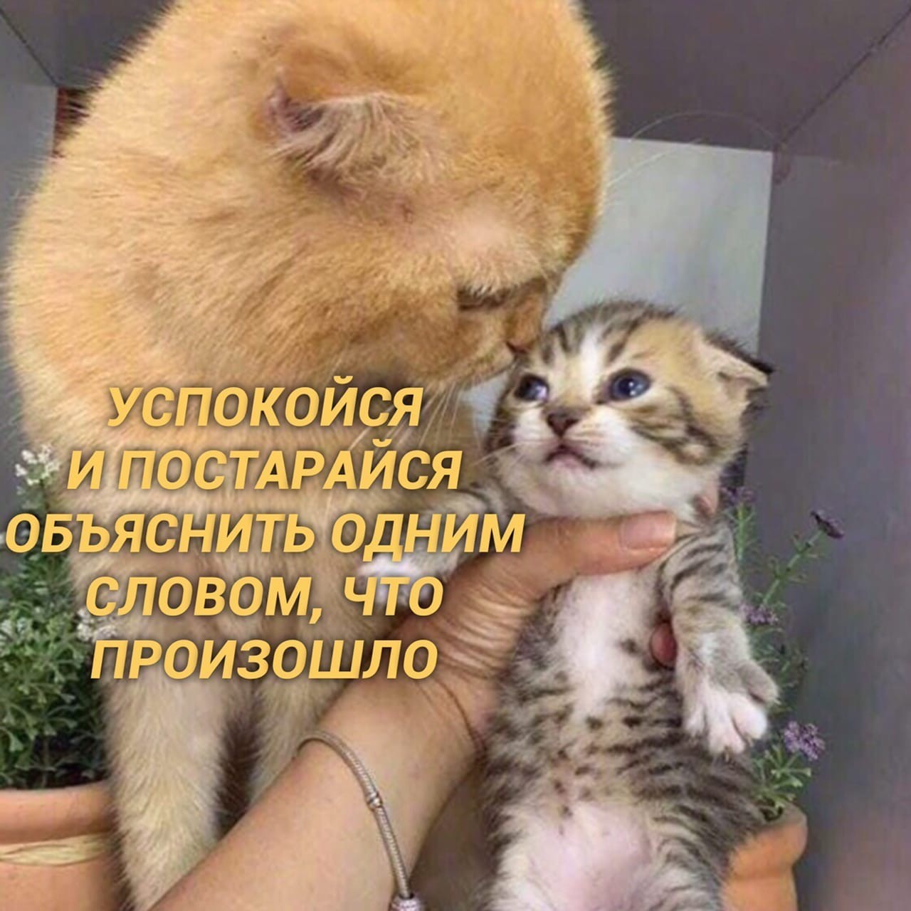 Koteyskoe - Humor, Copy-paste, Catomafia, Longpost, cat