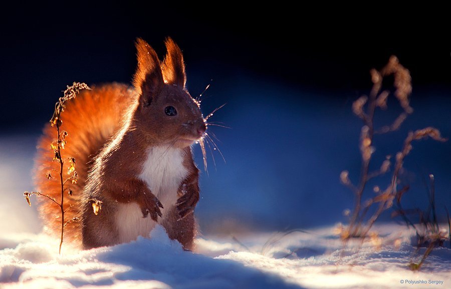 Squirrel - Squirrel, Nature, Longpost, Animals