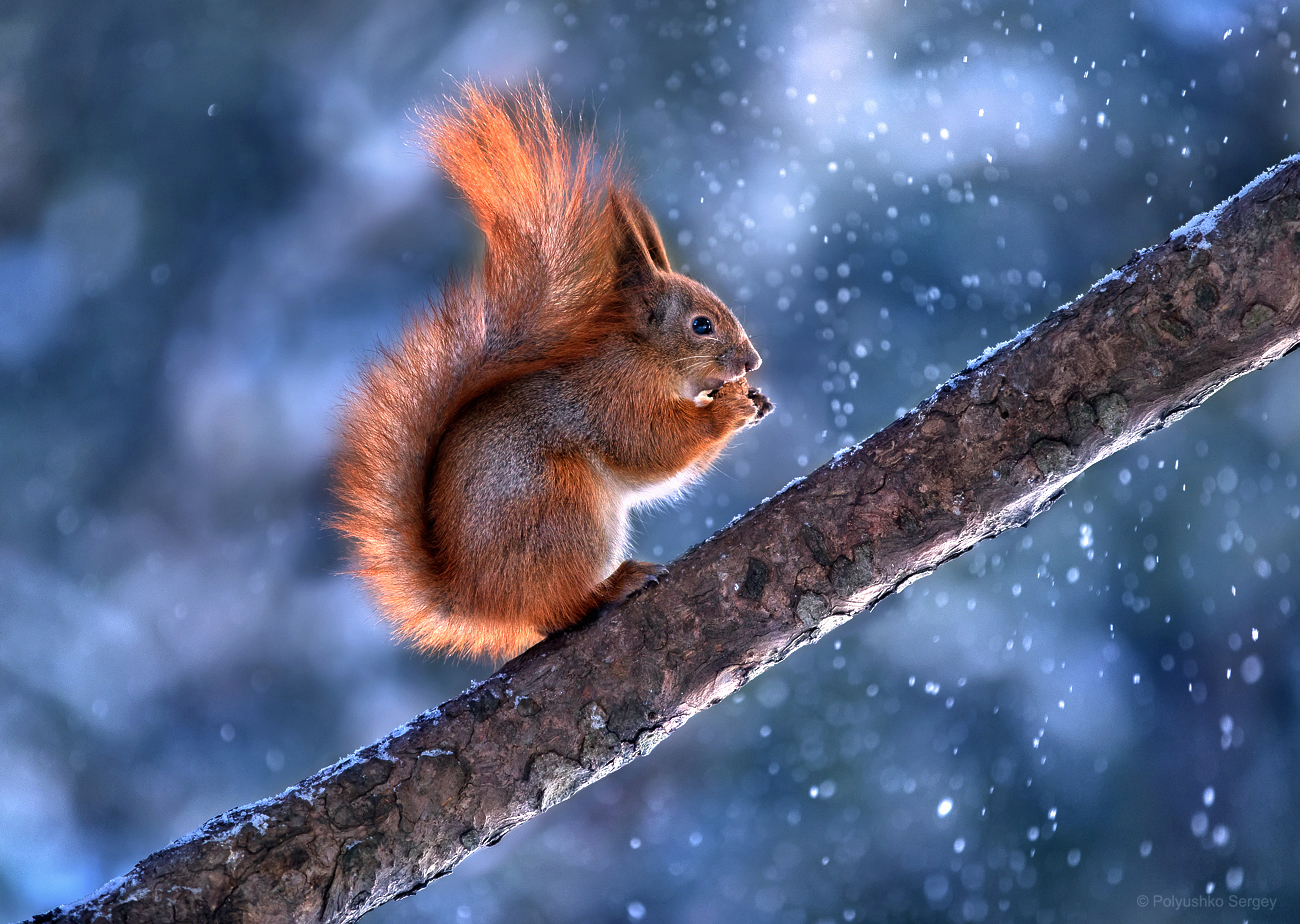 Squirrel - Squirrel, Nature, Longpost, Animals