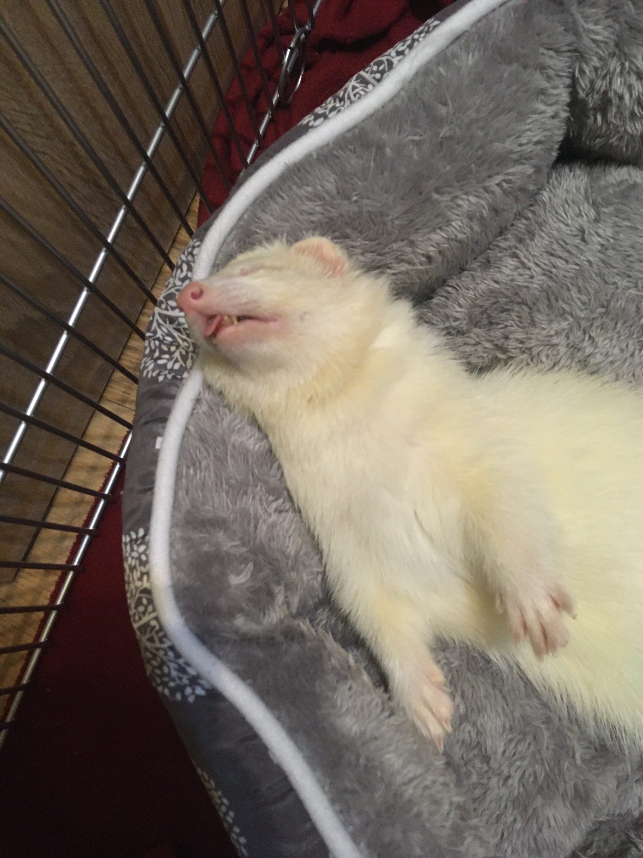 What could be more beautiful?! - My, Ferret, Milota, Longpost, Dream, Pets